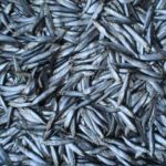 sprats