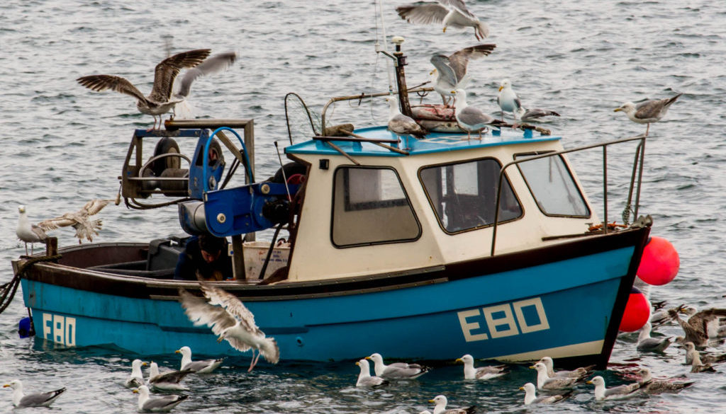 seagulls swarming over returned fishing boat