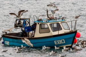 seagulls swarming over returned fishing boat