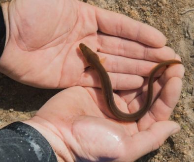 Conserve the Eel, Preserve the Fishery, Save the Small-Scale Fishers