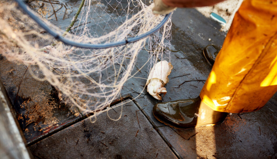 Fisherman Holding Net with Cuttlefish on Boat Deck