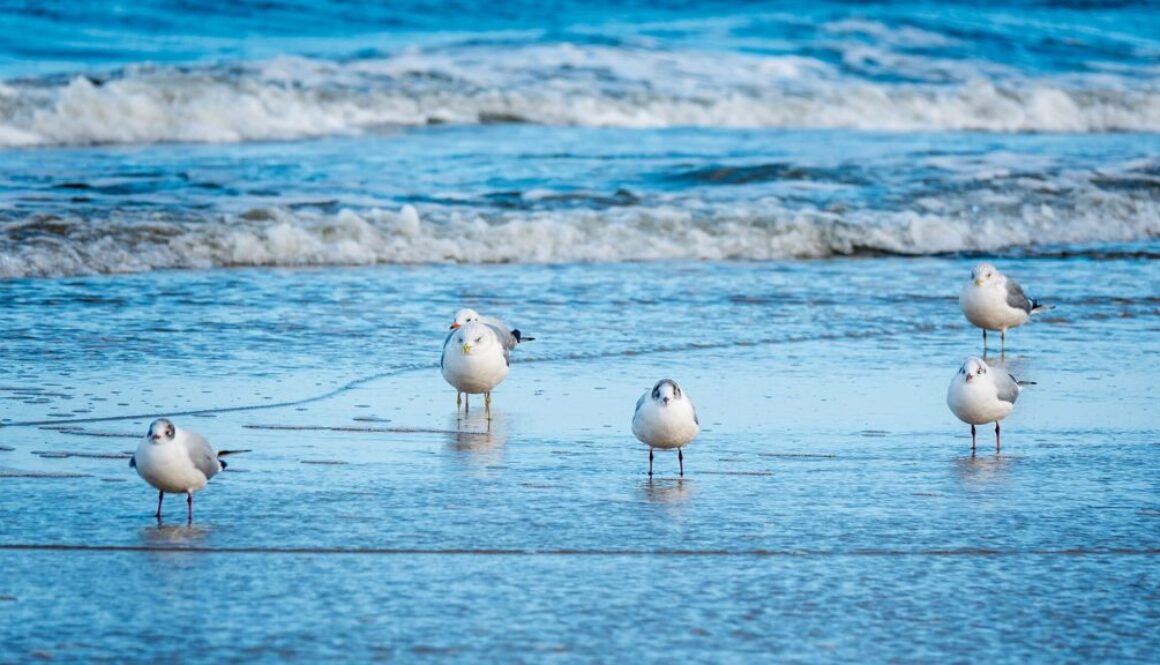 seagulls-7111718_1280