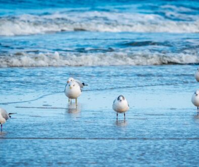 seagulls-7111718_1280