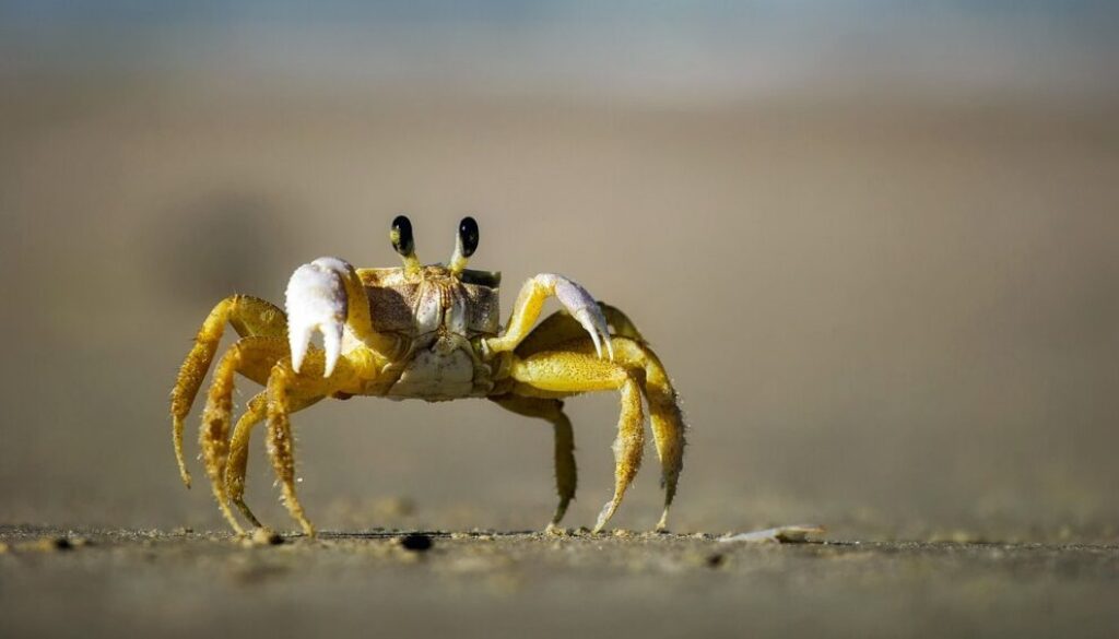 crab-1990198_1280